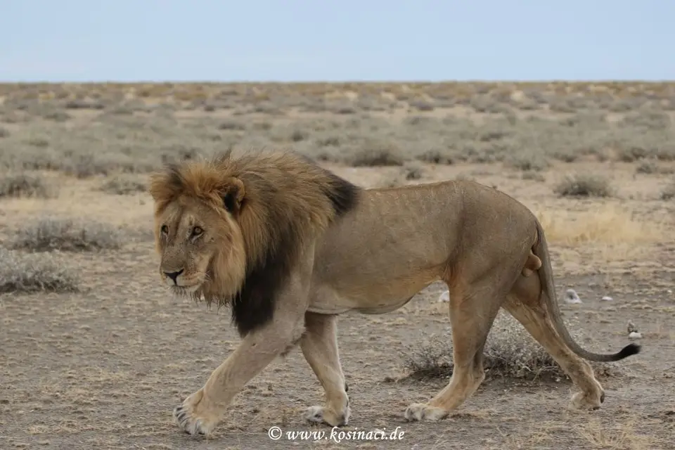 Na21_9776.JPG