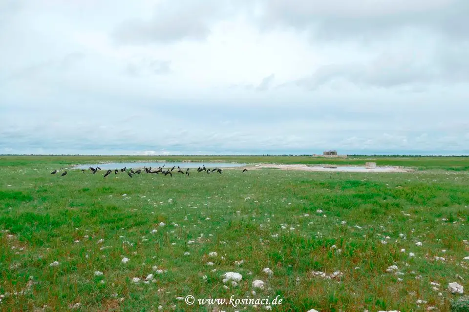 Na22_0392.JPG