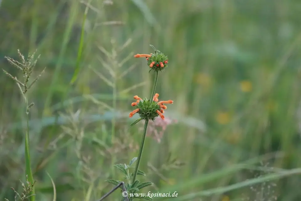Na22_12800.JPG