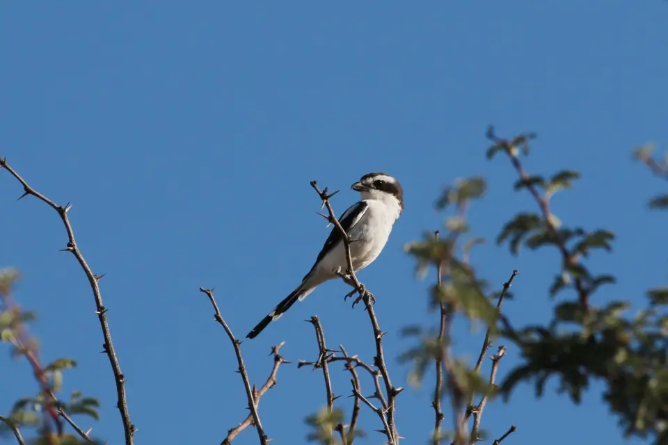 Na23_1543.JPG