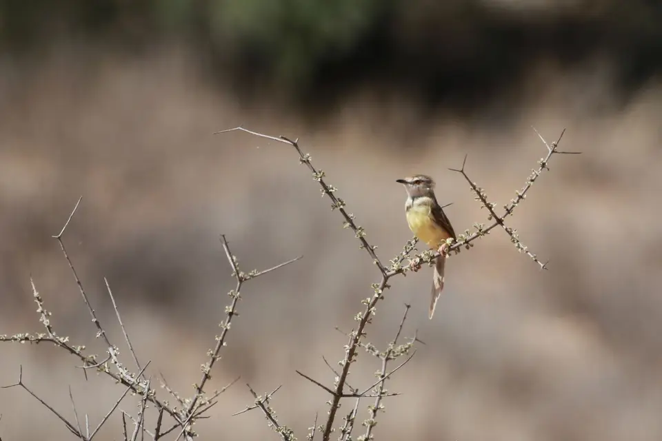 Na23_3397.JPG