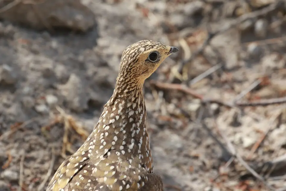 Na24_0938.JPG