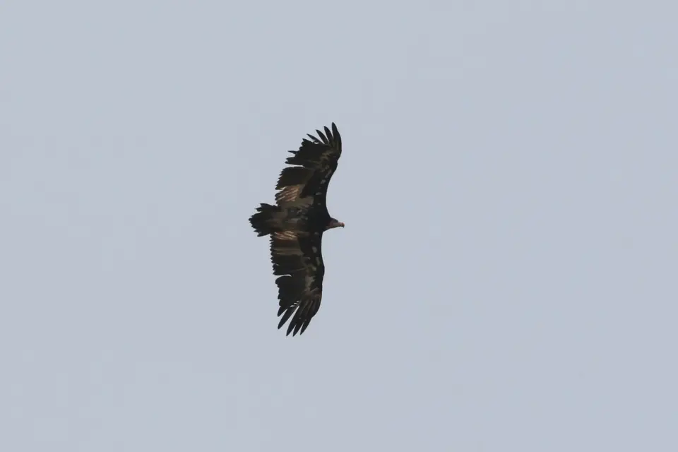 Na24b_3960.JPG