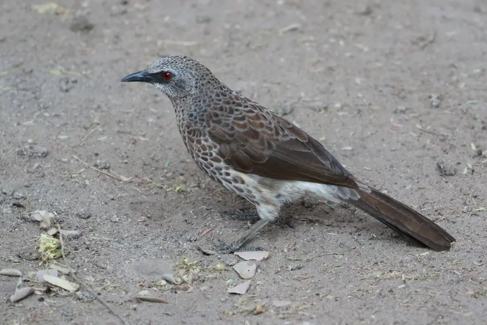 Na24b_5305.JPG