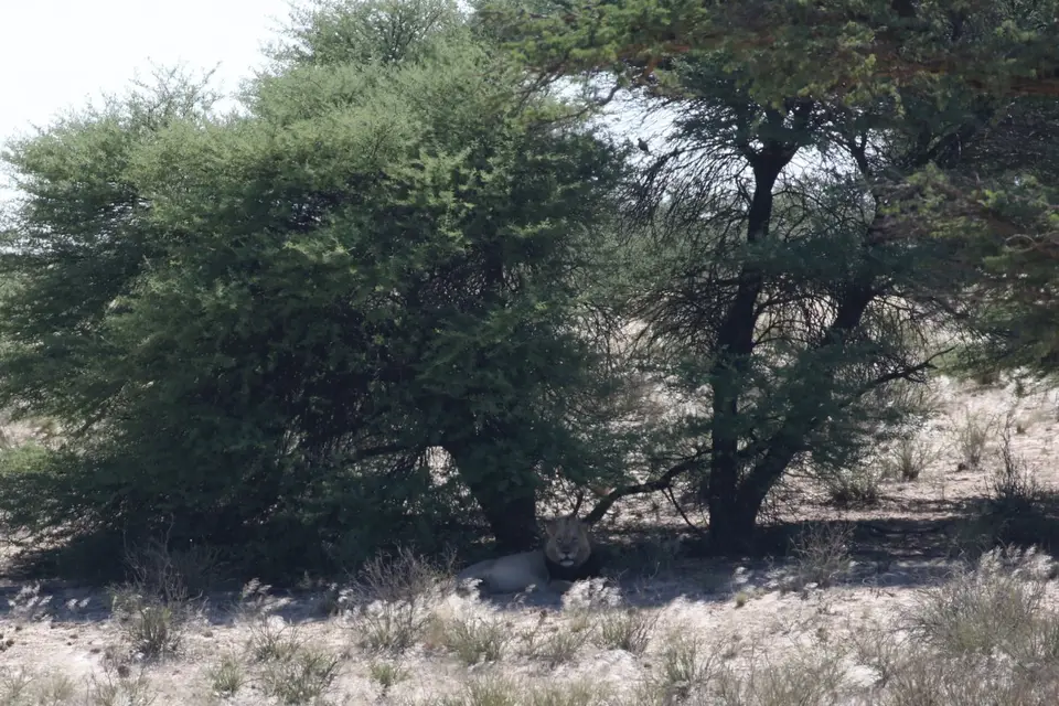Na25a_2462.JPG