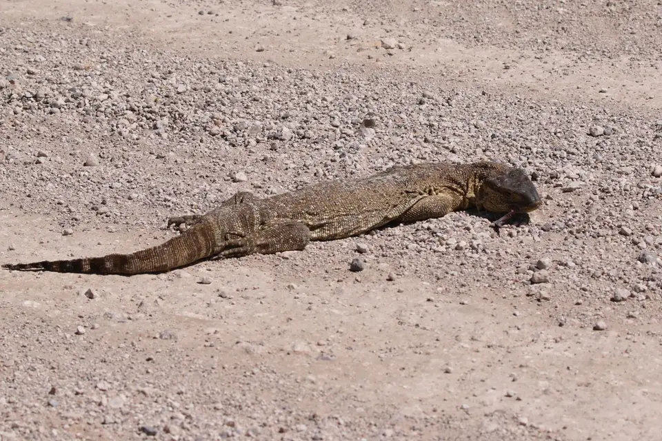Na25b_0101.JPG
