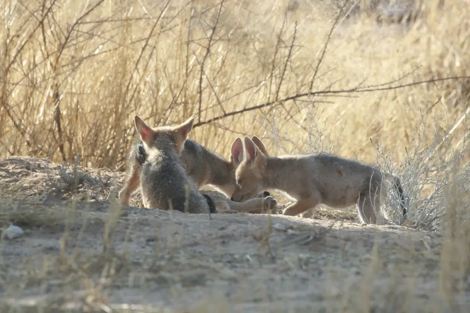 Na25b_10548.JPG