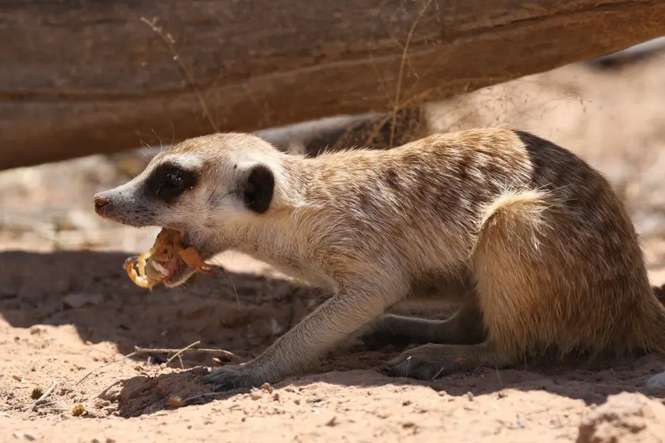 Na25b_4821.JPG
