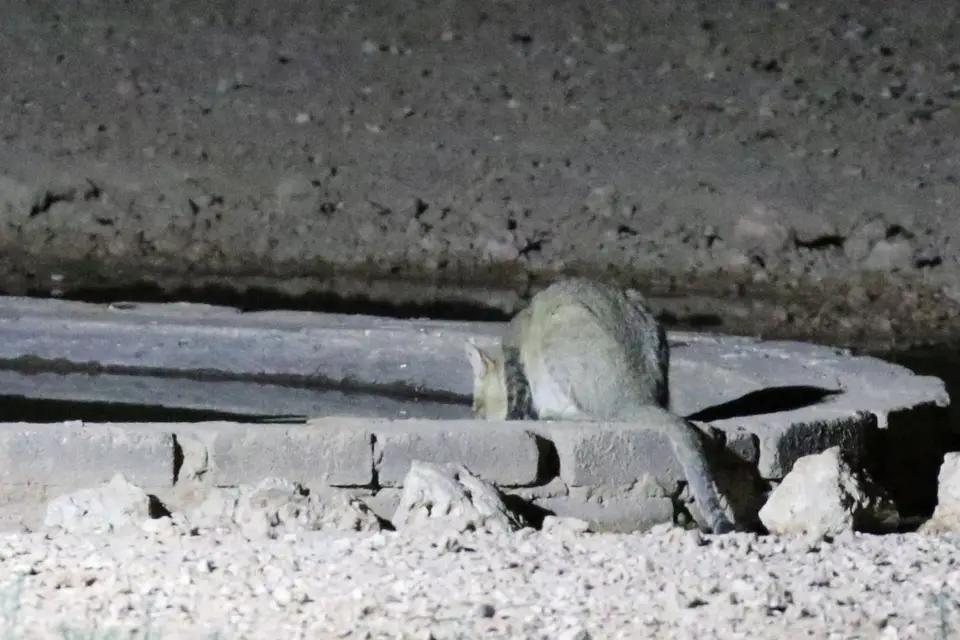 Na25b_6694.JPG