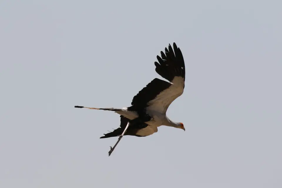 Na25b_9011.JPG