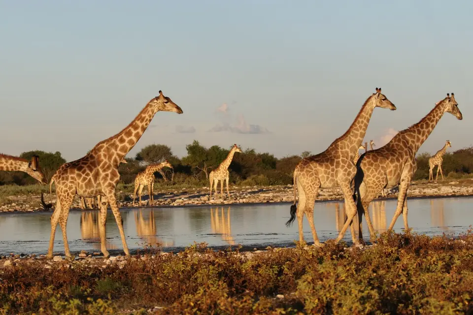 Na26a_2582.JPG