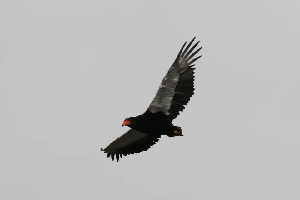 Na26a_3737.JPG
