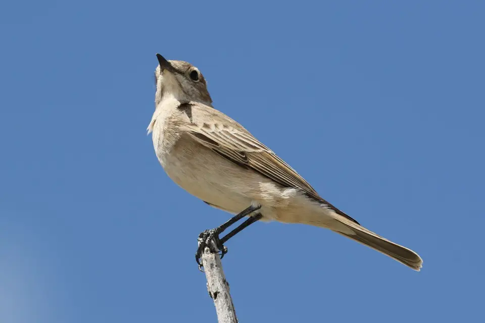 Na26a_3948.JPG