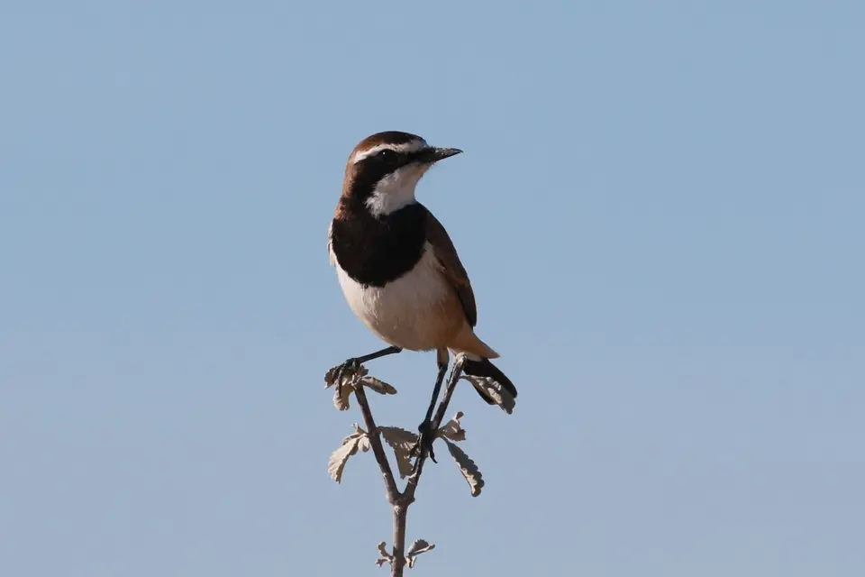 Na26a_5066.JPG