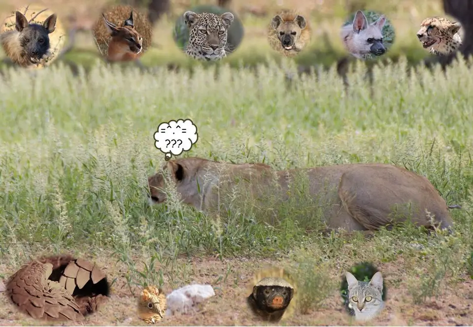 Safari.jpg