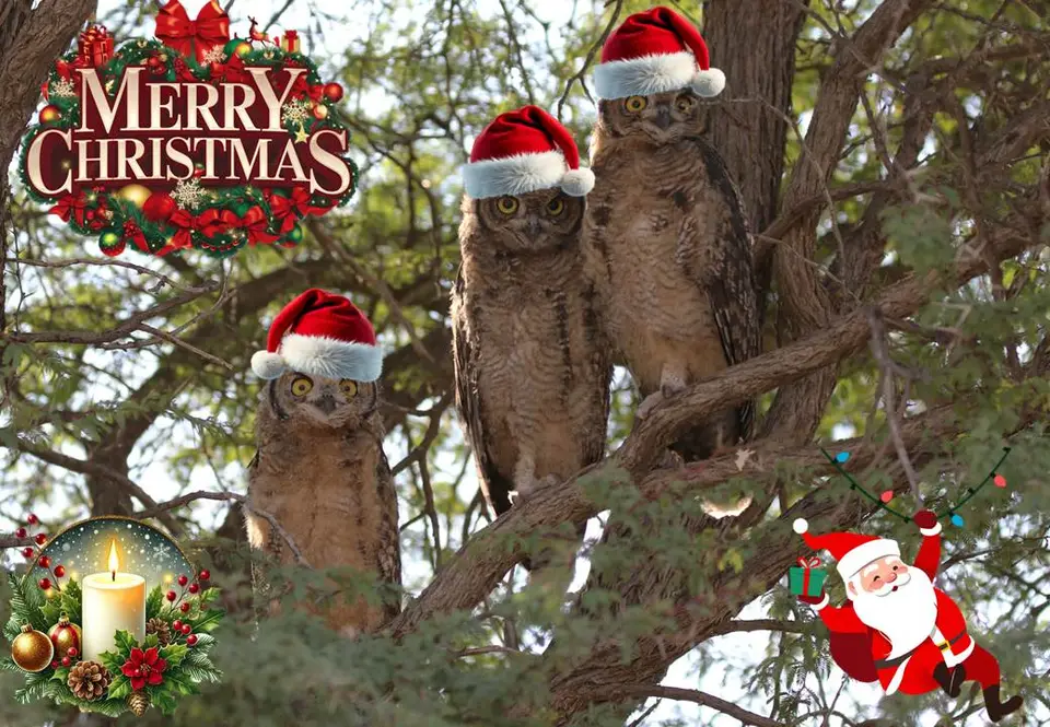 Xmas_2025-2.jpg