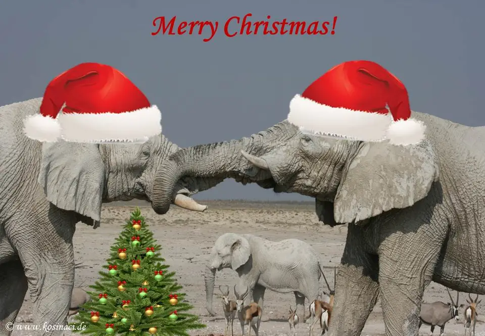 Xmas_etosha.jpg