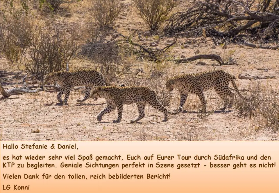 Zugvogel1.jpg