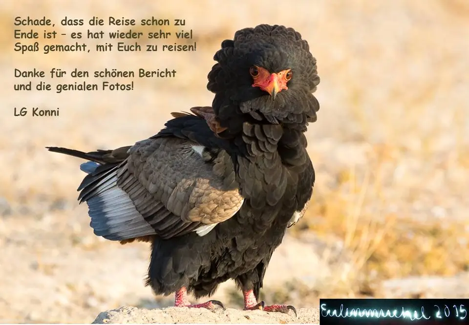 eulenmuckel.jpg