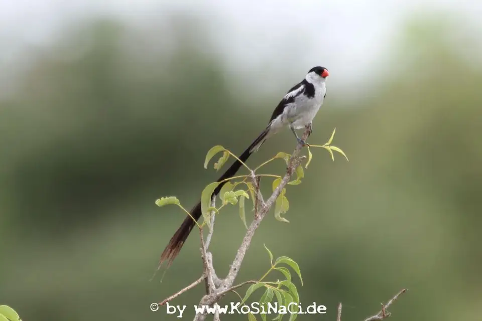 h387882f.JPG