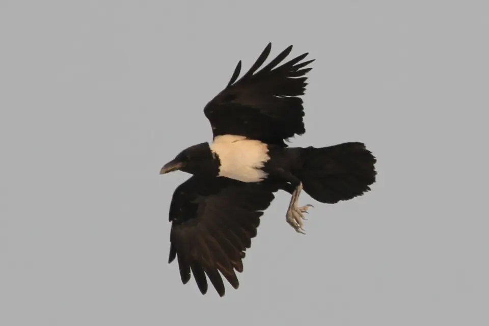 hc23df13.JPG