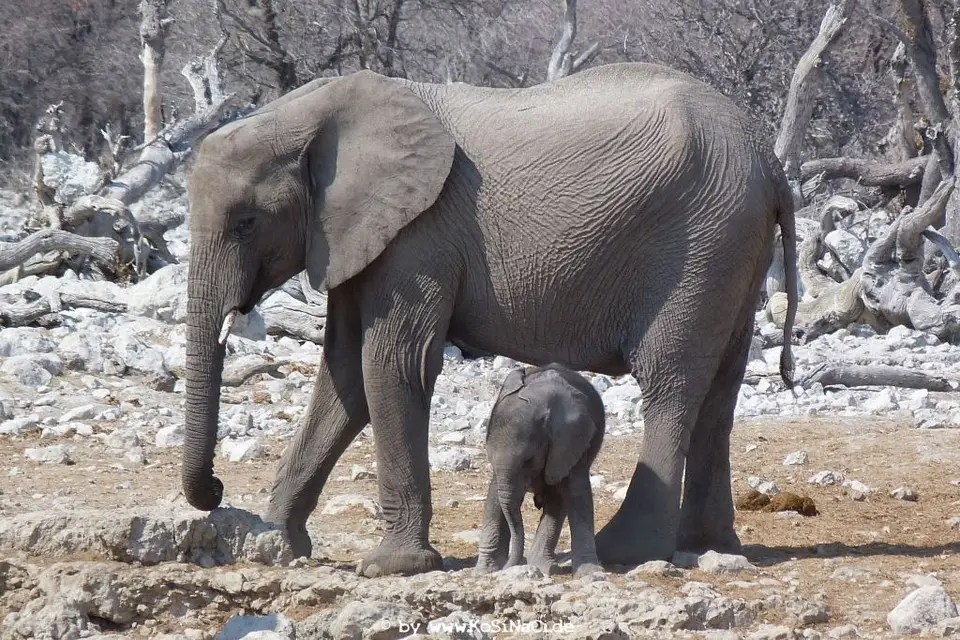 heffd75f.JPG