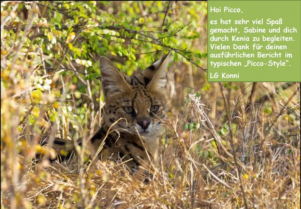 picco.jpg