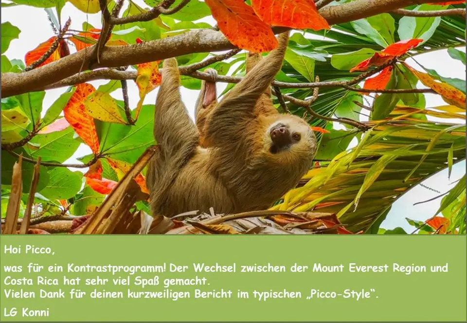 picco_CR.jpg