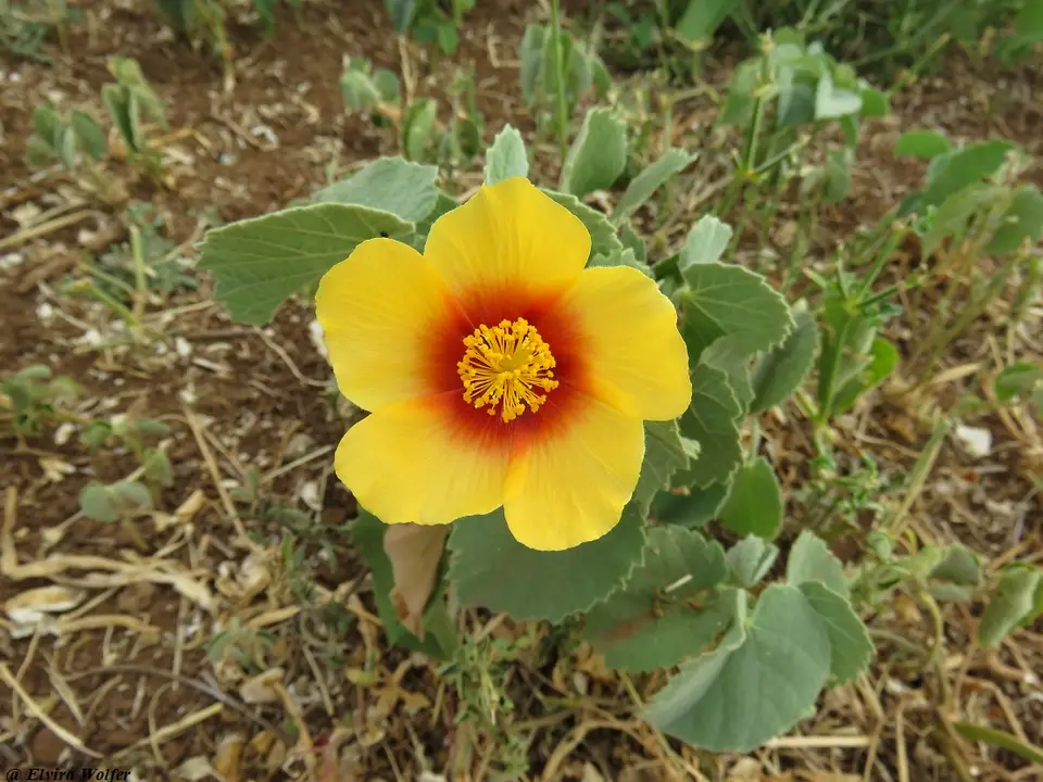 Abutilonhirtum.jpg