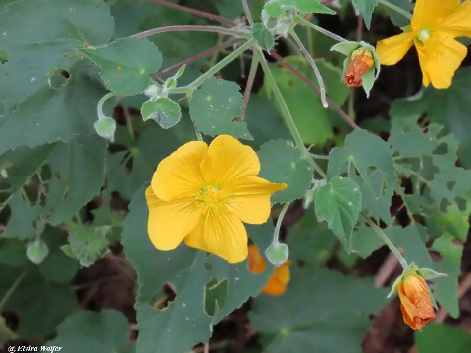 Abutilonmauritianum.jpg