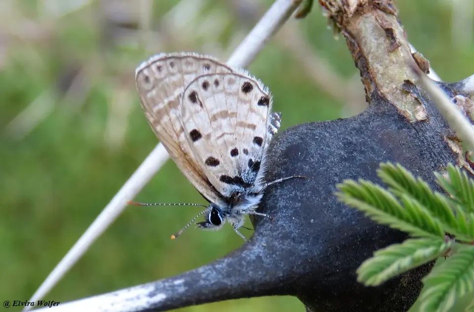 AfricanBabulBlue.jpg