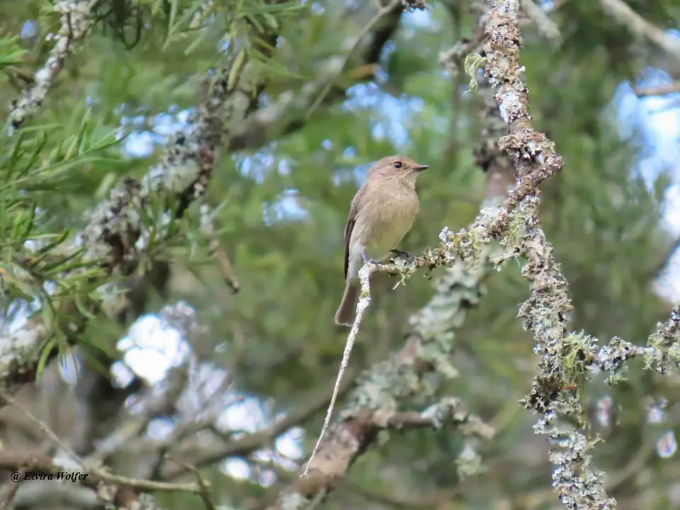 AfricanDuskyFlycatcher.jpg