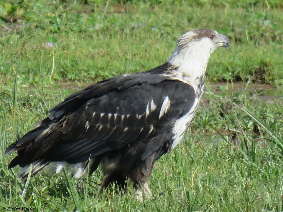 AfricanFishEaglejuvenile.jpg