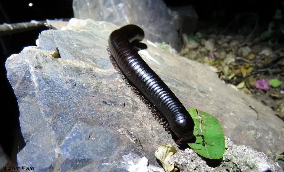 AfricanGiantMillipedeblack.jpg