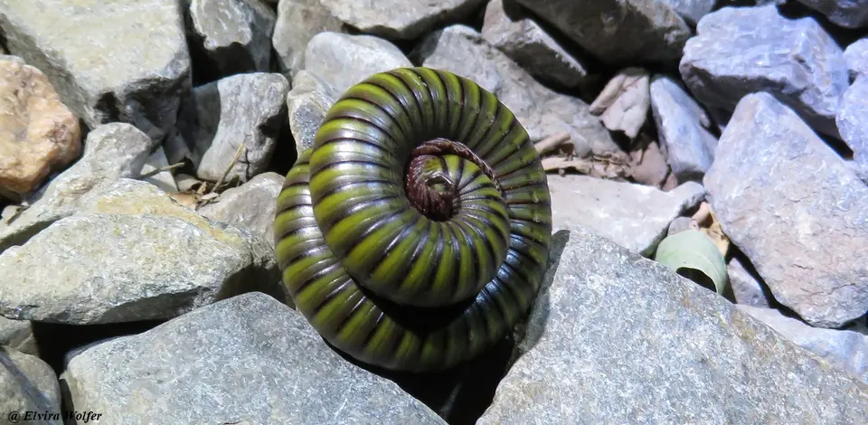 AfricanGiantMillipedegreen.jpg