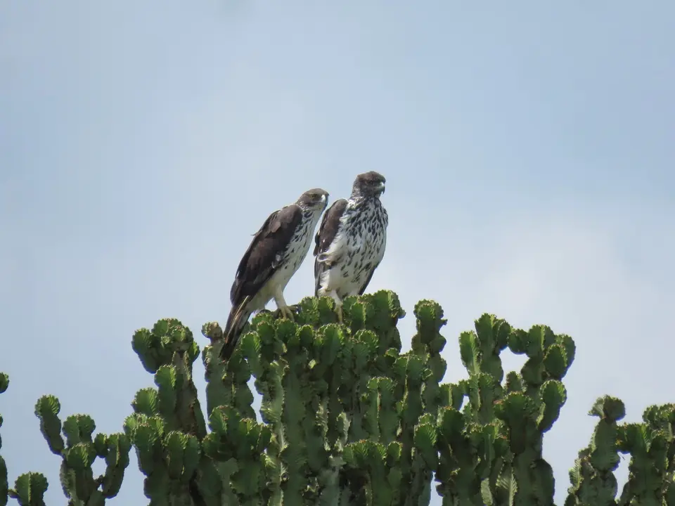 AfricanHawk-Eagle-2.jpg