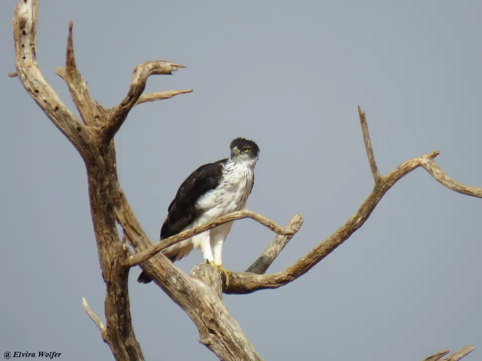 AfricanHawkEagle.jpg
