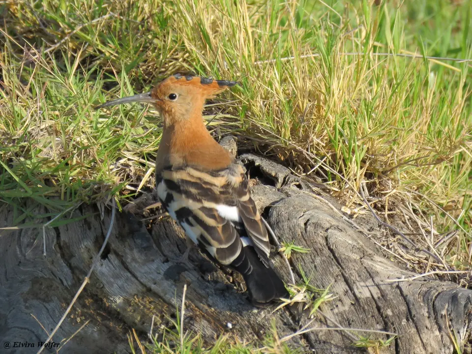 AfricanHoopoe.jpg