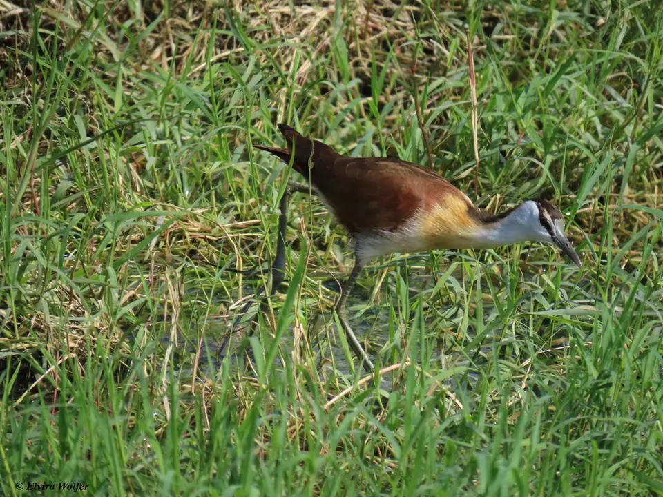 AfricanJacana-2-3.jpg