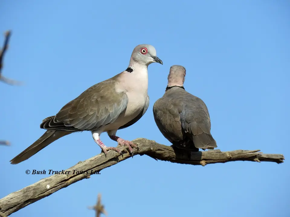 AfricanMourningDove2.jpg