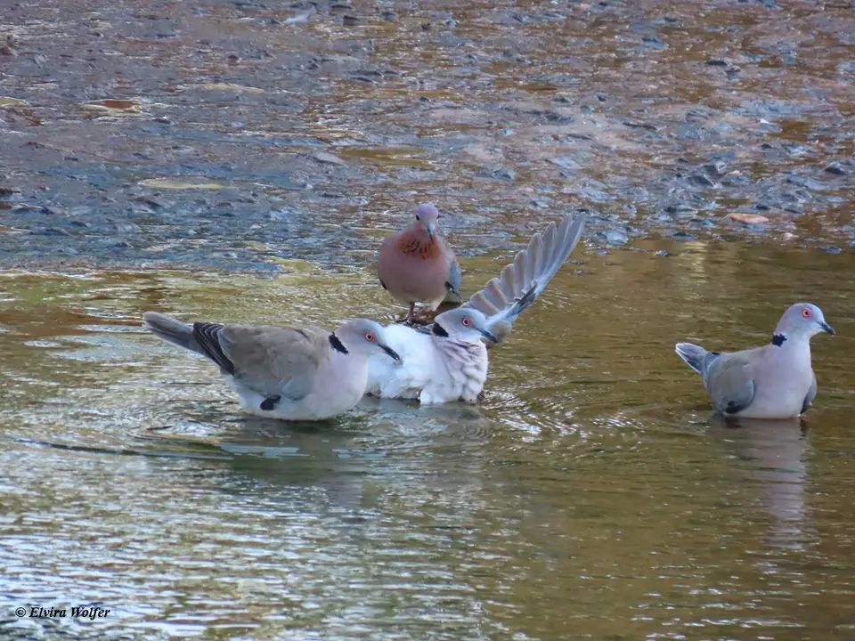 AfricanMourningdovebathing.jpg