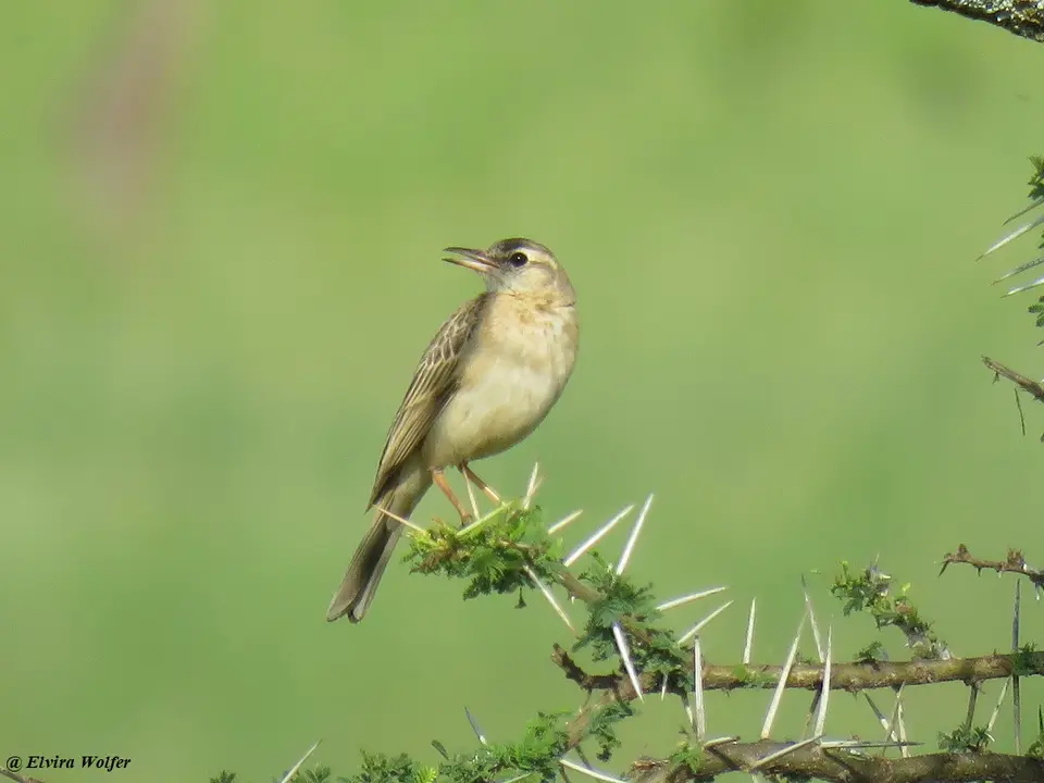AfricanPipit.jpg