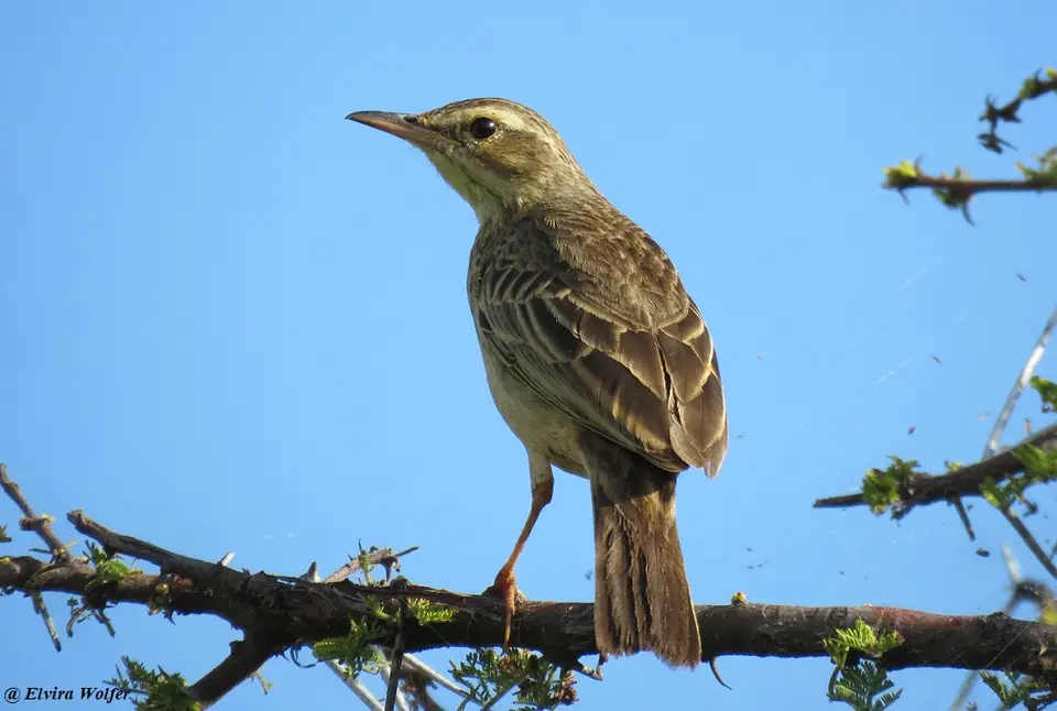 AfricanPipit2.jpg