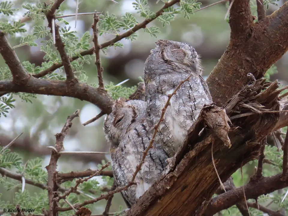 AfricanScops-owlpair1.jpg