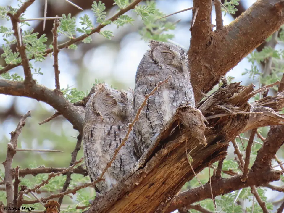 AfricanScops-owlpair2.jpg