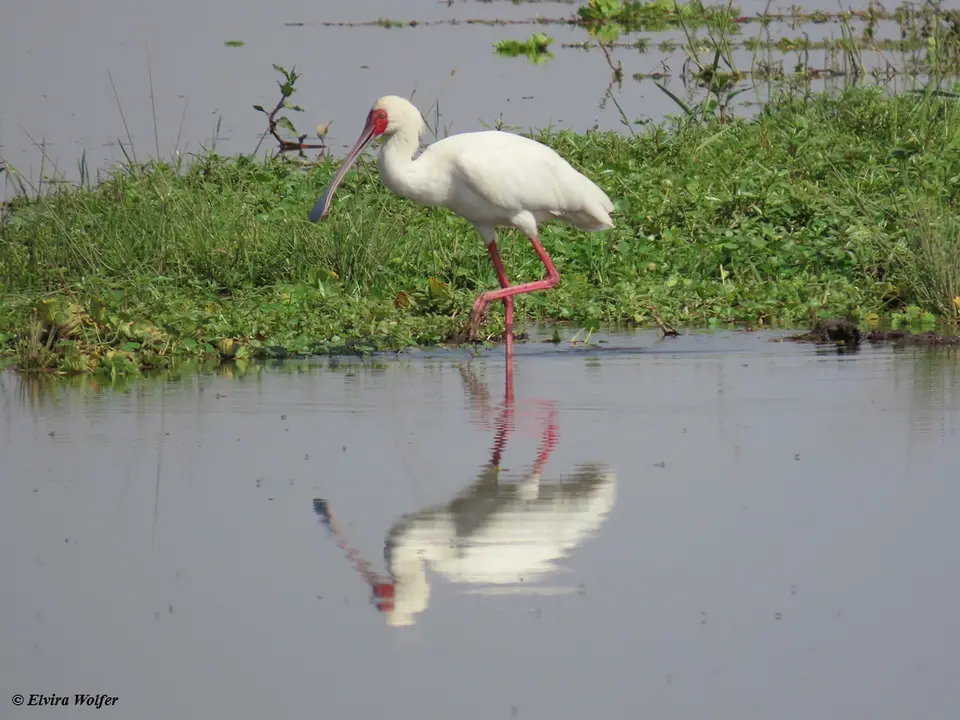 AfricanSpoonbill.jpg