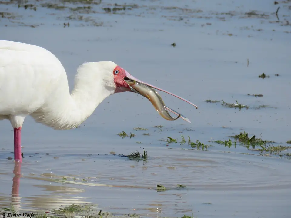 AfricanSpoonbillcatfish10.jpg