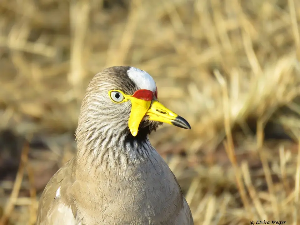 AfricanWattledPlover.jpg