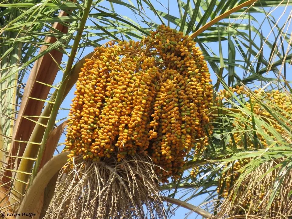 AfricanWildDatePalmfruits.jpg