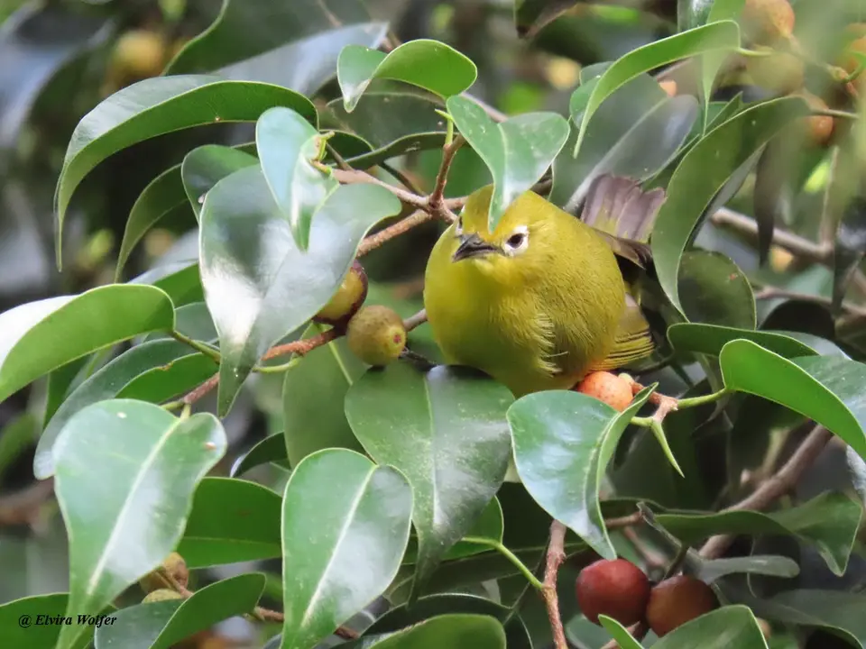 AfricanYellowWhite-eye.jpg